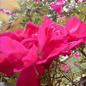 Meet your Posher, Caitlyn